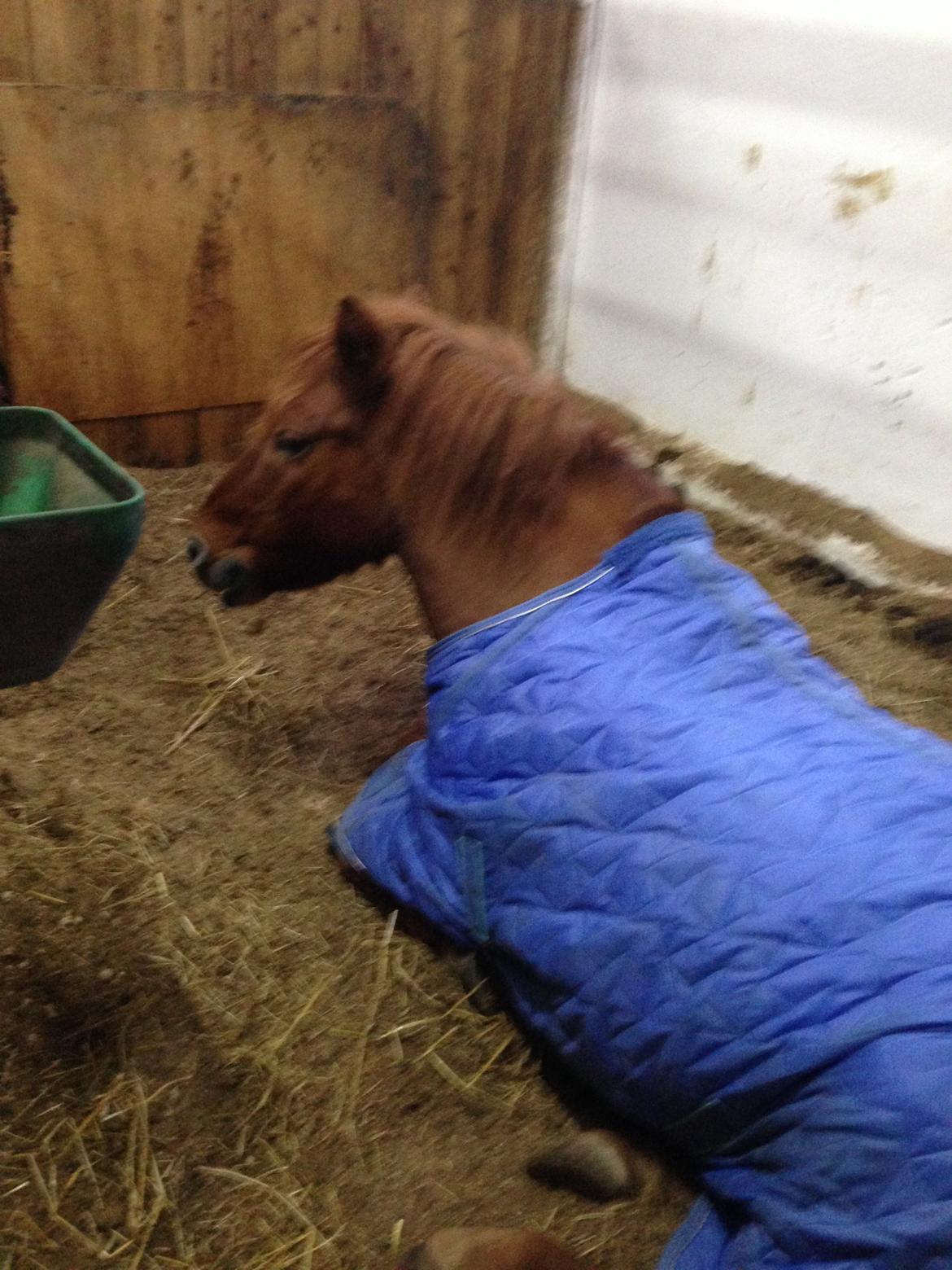 Anden særlig race Tarzan - Så er man blevet træt :-) billede 8