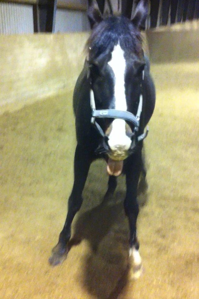 Tysk Sportspony Aquador • B-PONY • billede 14