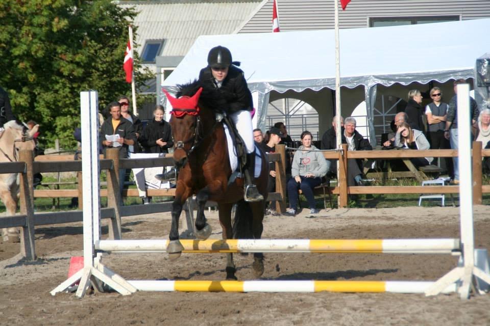 Anden særlig race Romze - stævne i ÅSNR billede 16