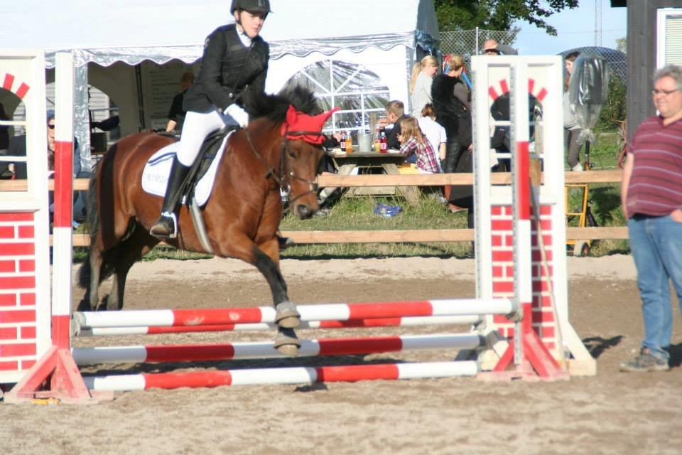 Anden særlig race Romze - stævne i ÅSNR billede 17