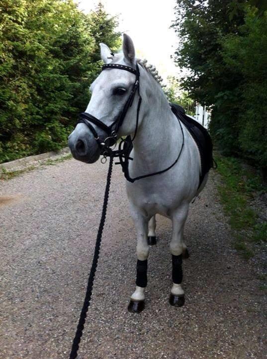 Anden særlig race Sofus billede 2