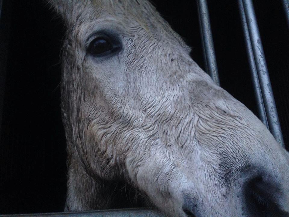 Anden særlig race Sofus billede 3