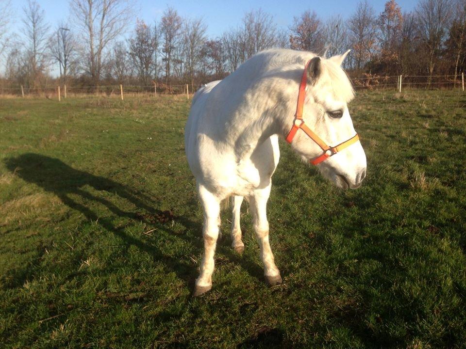 Anden særlig race Sofus billede 4