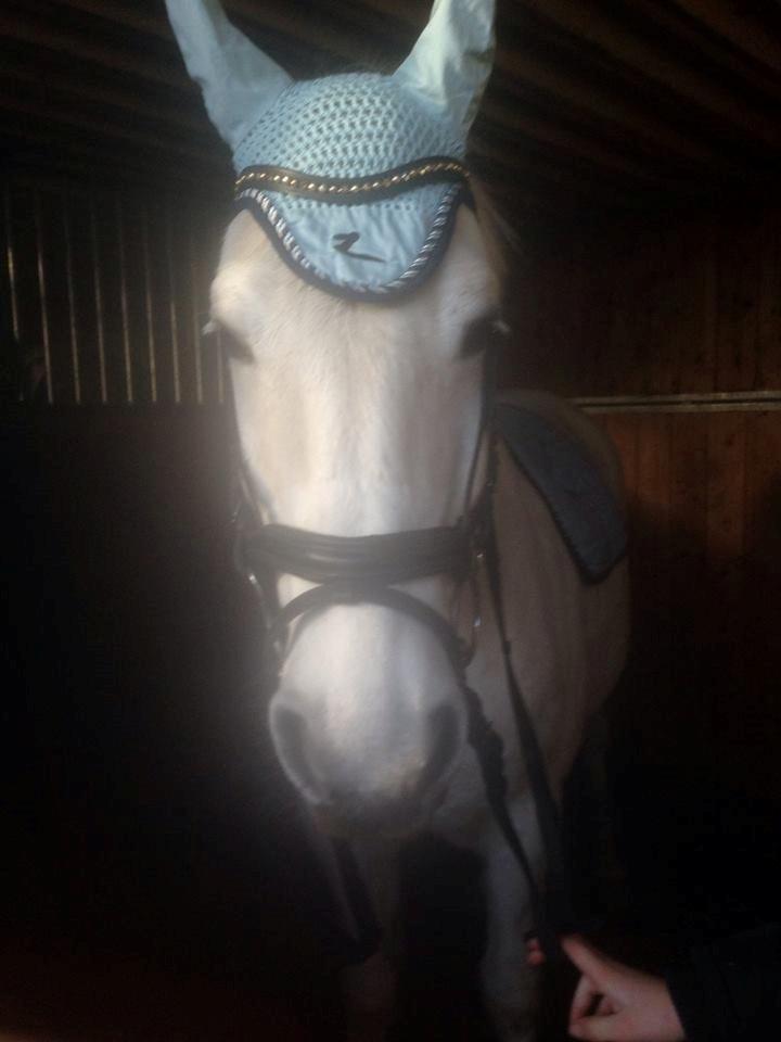 Anden særlig race Sofus billede 6