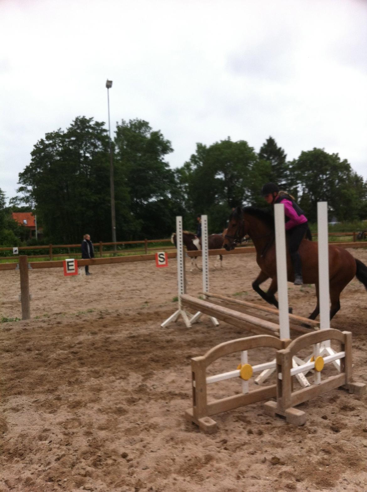 Anden særlig race Romze - bareback spring billede 24