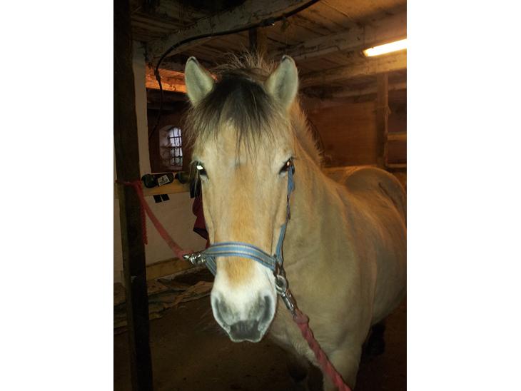 {{currentPhoto.altText}} billede {{currentPhoto.number}}