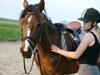 Pinto Araber Brown Sugar [Tidl. hest]