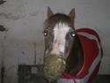 Welsh Mountain (sec A) Daisy   * HAR REDET *
