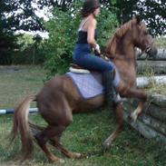 Anden særlig race Holmevejens Valdemar