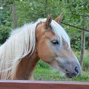 Tyroler Haflinger Alwina Stenbek