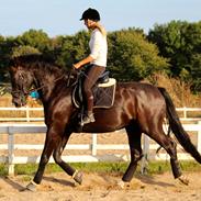 Oldenborg Havhøjs Bello Nero