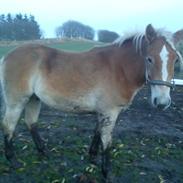 Haflinger Storm fra ugilt