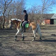 Haflinger Storm fra ugilt