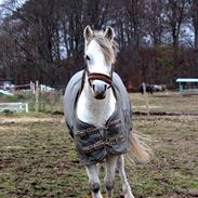 Welsh Pony (sec B) BJERREGÅRDS SANTOS RIP †