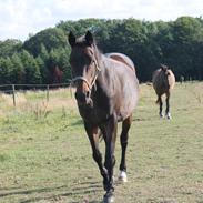 Trakehner Heiduc Haxholm