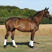 Trakehner Heiduc Haxholm