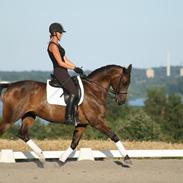 Trakehner Heiduc Haxholm