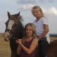 Welsh Mountain (sec A) Daisy   * HAR REDET *