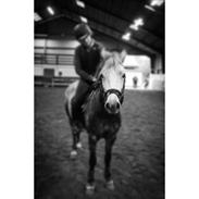 Welsh Pony af Cob-type (sec C) Gribsvads Midt Night