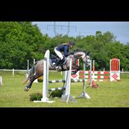 Welsh Pony af Cob-type (sec C) Gribsvads Midt Night