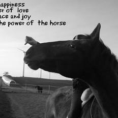 Polsk Koldblod Victor ( aflivet) 22/09-16