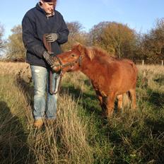 Anden særlig race sambo