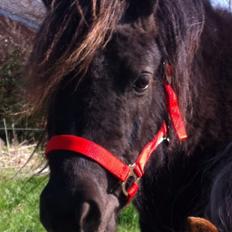 Anden særlig race Tulle