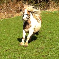Anden særlig race Prins