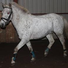 Anden særlig race Hoppity Hop (Verdens bedste pony)<3