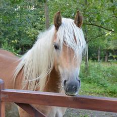 Tyroler Haflinger Alwina Stenbek