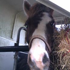 Anden særlig race strøgårdens mickey