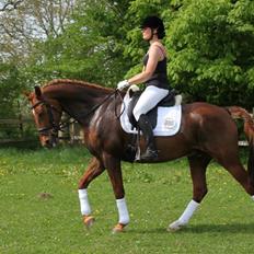 Anden særlig race Figaro <3