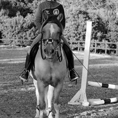 Hollandsk Sportspony Capello ivo