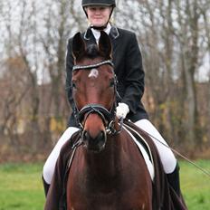 Dansk Varmblod Sofiesmindes My-Girl -Solgt-