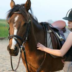 Pinto Araber Brown Sugar