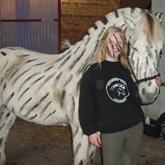 Fjordhest Ellemoses Lobo