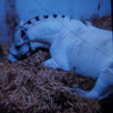 Fjordhest Ellemoses Lobo