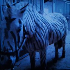 Fjordhest Ellemoses Lobo