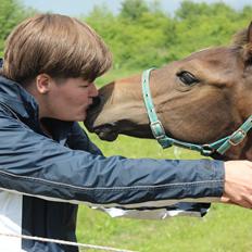 Dansk Varmblod Dyvellyst Ca'ida