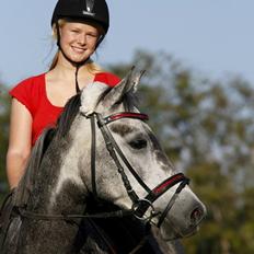 Sportsaraber (A) Adonis