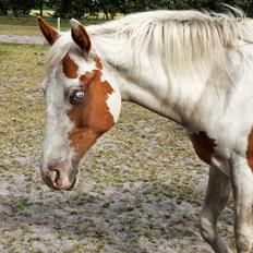 Paint Tinker blanding Sheena 