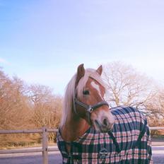 Haflinger Mille Skov