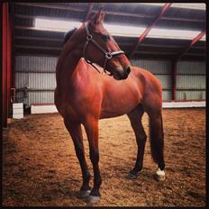 Traver C My Surprise