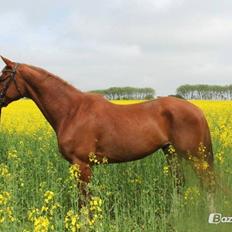 Trakehner Prince Cotta af Egehøj