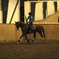 Trakehner Prince Cotta af Egehøj