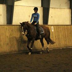 Trakehner Prince Cotta af Egehøj