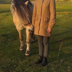 Fjordhest Strandlund's Pondus <3