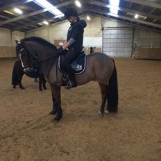 New Forest Montana's Right On Time Today