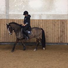 New Forest Montana's Right On Time Today