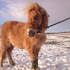 Shetlænder Bøgeskovs Walentino